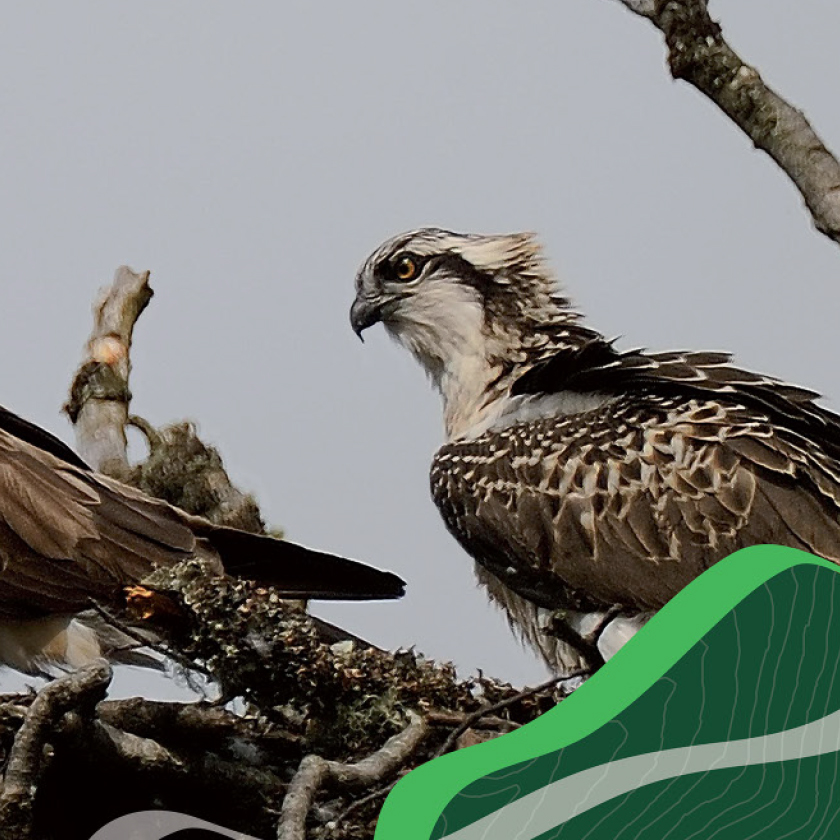 Forestry Commission Scotland